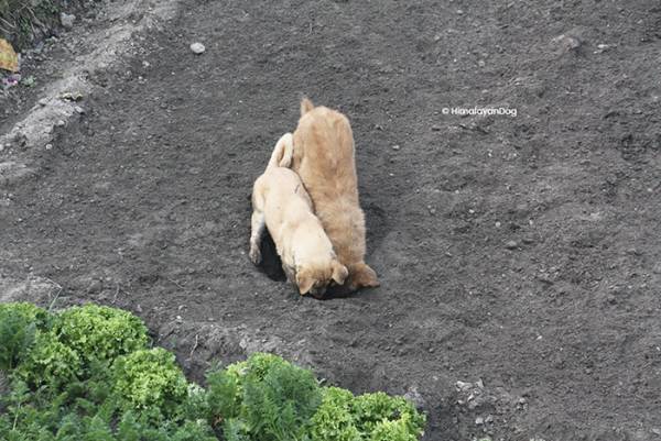 一心不乱に穴を掘る犬　もう１匹の犬が？「なんで！？」「ずっと見ていられる」