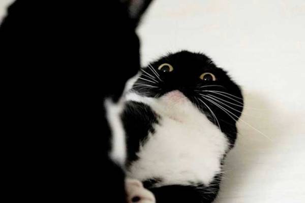 猫の頭にご注目！　飼い主が驚いたワケに「これが戦闘モードか」