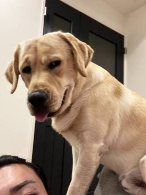 飼い主にくっつくラブラドール　その顔を見ると？「絶対たくらんでる」