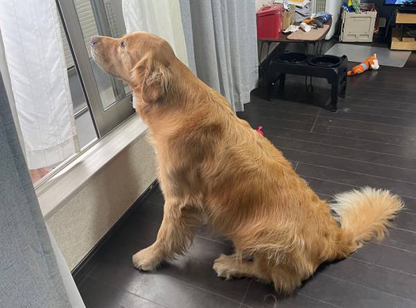 飼い主「小さい頃からの日課」　ゴールデンの視線の先に…「これはエモい」「尊い」