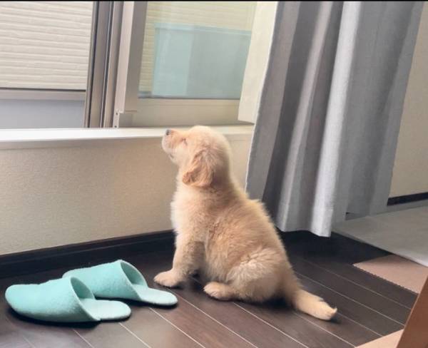 飼い主「小さい頃からの日課」　ゴールデンの視線の先に…「これはエモい」「尊い」