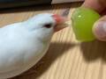 怒る文鳥が、シャインマスカットに…　２枚に「チョロくて笑った」「ニヤケ止まらん」