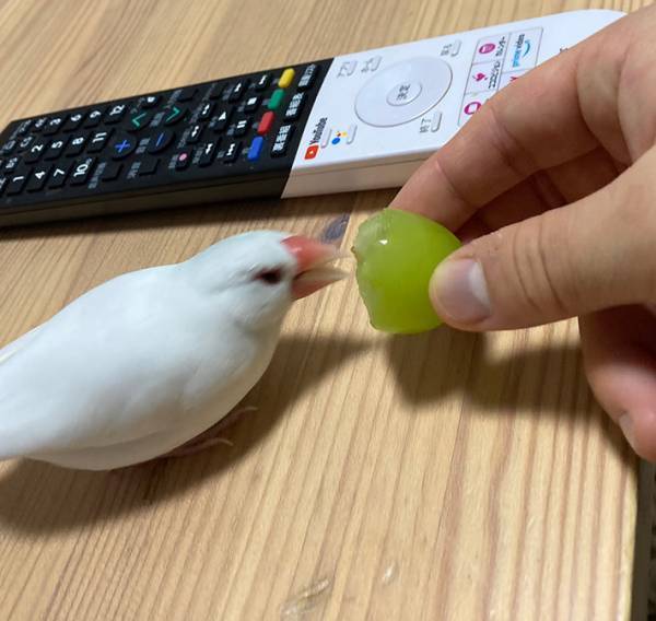 怒る文鳥が、シャインマスカットに…　２枚に「チョロくて笑った」「ニヤケ止まらん」