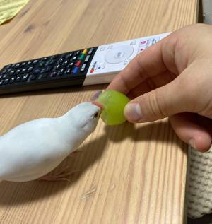 怒る文鳥が、シャインマスカットに…　２枚に「チョロくて笑った」「ニヤケ止まらん」