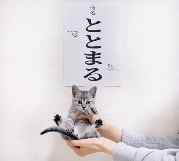 紙に愛猫の名前を書く飼い主　その理由に、１４万人が称賛