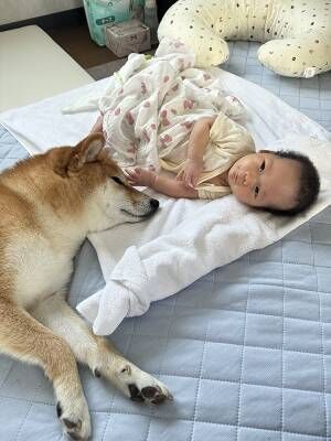 柴犬と赤ちゃんの写真