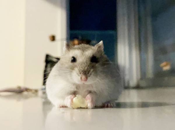 うつ伏せになったハムスター　その姿に「どうしてそうなった」「二度見したわ」
