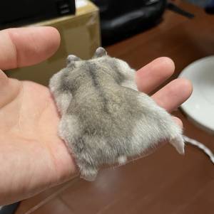 うつ伏せになったハムスター　その姿に「どうしてそうなった」「二度見したわ」