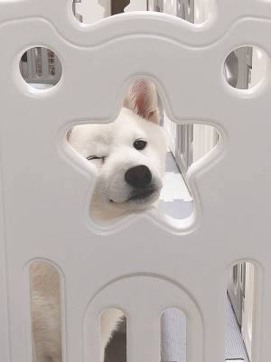 ９万人の心を打ちぬいた柴犬　写真に「やられた」「直視できんわ…」