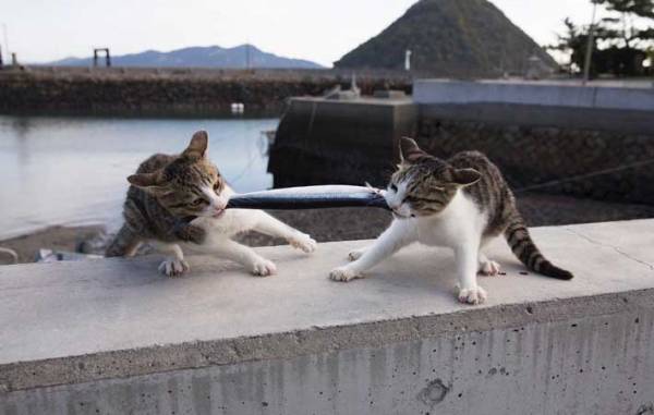 サンマをくわえる猫　マンガのような光景に「二度見した」「仁義にゃき戦い」