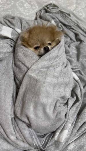 寝ていたポメラニアン、シャッター音に起こされて…　顔に「ご、ごめんて」