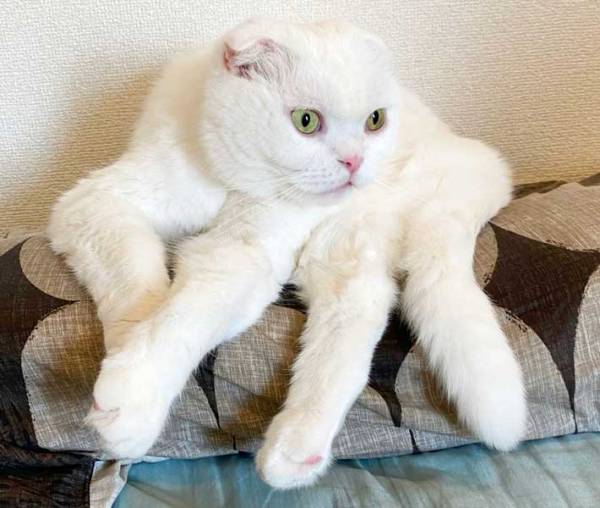 ４年前の白猫の姿が？　１１万人が驚愕した写真に「これが幻の…」「衝撃的すぎる」