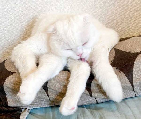 ４年前の白猫の姿が？　１１万人が驚愕した写真に「これが幻の…」「衝撃的すぎる」