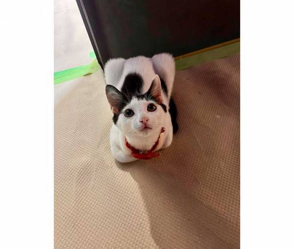 暗い廊下にポツンといるのは？　その正体に「なでなでしてほしそう」「健気だ」