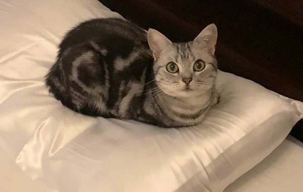 飼い主「新品の枕カバーにしたら…」　猫あるあるに６万『いいね』
