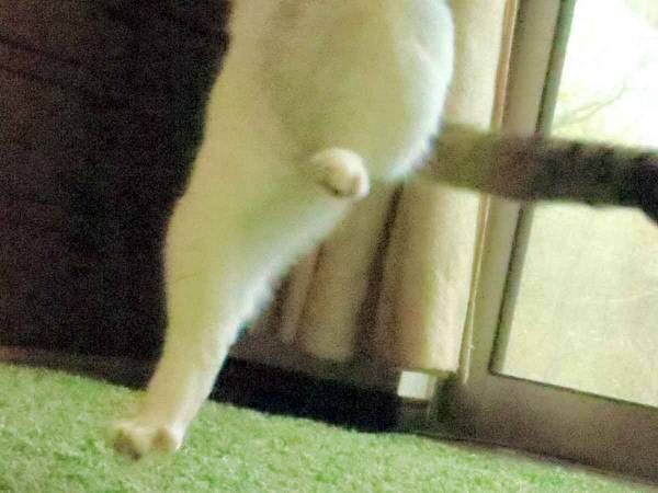 もう撮れないと思う…　テンションが上がった猫に「笑った」「主演級のポーズ」