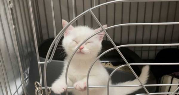 ふわふわな子猫が３年後？　あのキャラクターにそっくりな姿に「実在していたのか」