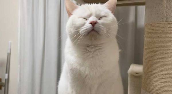 ふわふわな子猫が３年後？　あのキャラクターにそっくりな姿に「実在していたのか」