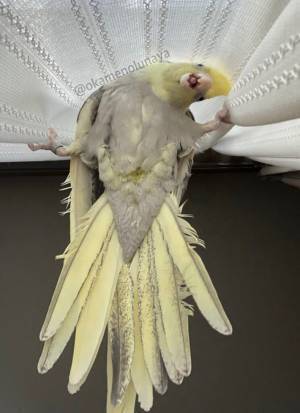 カーテンにしがみ付いていたのは？　光景に「いつ見ても笑う」