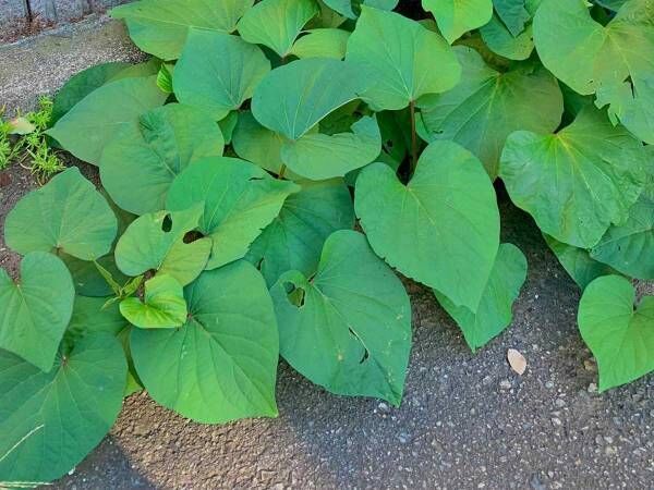 「雑草に悩んだらコレ植えて」　裏ワザに「この発想はなかった」「すぐやる」