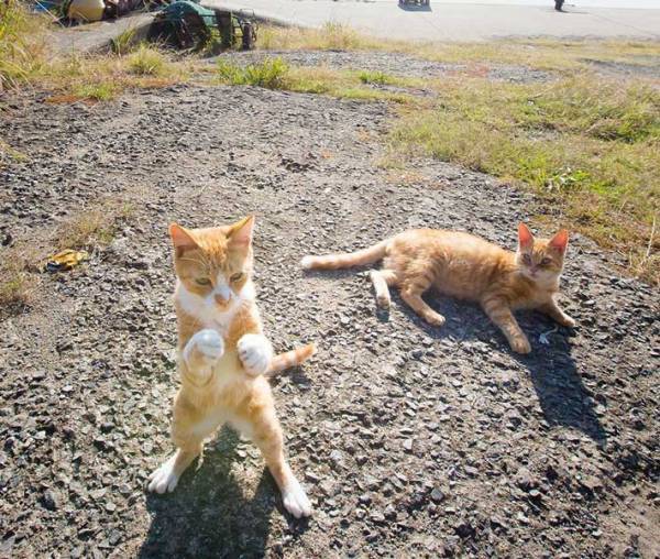 戦う構えをする猫　１０万『いいね』の写真に「ボクサーを夢見る猫かな」