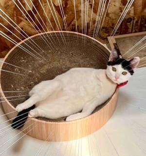 デレデレの飼い主　受け入れた子猫に「１００パー誘ってる」「一撃で治りそう」