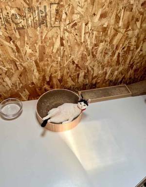 デレデレの飼い主　受け入れた子猫に「１００パー誘ってる」「一撃で治りそう」