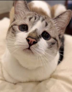 ゲームをする飼い主　のぞきこんでくる猫の顔に「続けられる自信ゼロ」「涙が出た」