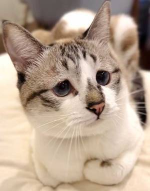 ゲームをする飼い主　のぞきこんでくる猫の顔に「続けられる自信ゼロ」「涙が出た」