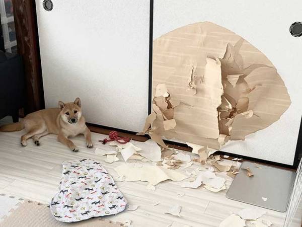 「ふすまが爆発した日」　何があったかひと目で分かる１枚に、じわじわくる