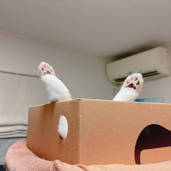 箱の中で寝ようとした猫が？　２枚の写真に「ワロタ」「面白くてずるい」