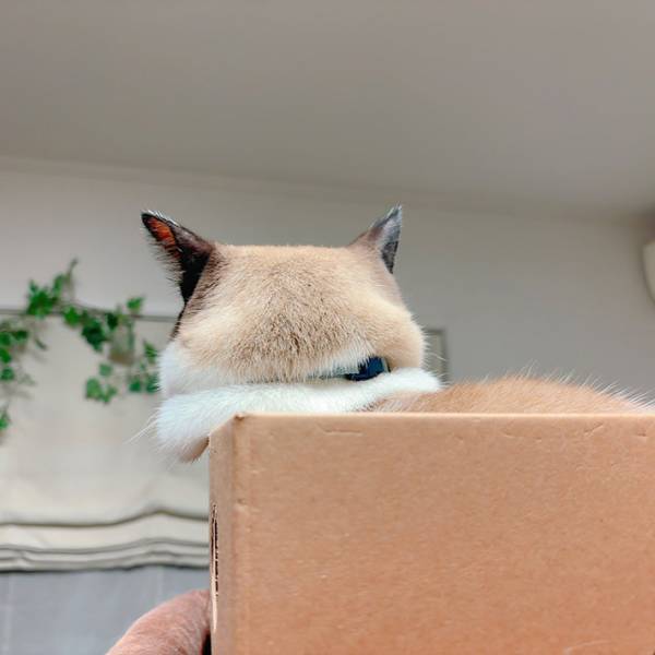 箱の中で寝ようとした猫が？　２枚の写真に「ワロタ」「面白くてずるい」