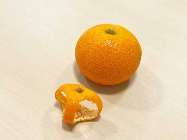 ミカンが２つ見える写真　でもよく見てみると…？