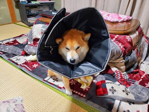 エリザベスカラーのサイズを間違えた飼い主　柴犬の姿に「お茶を吹いた」