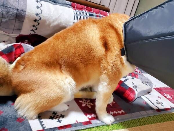 エリザベスカラーのサイズを間違えた飼い主　柴犬の姿に「お茶を吹いた」