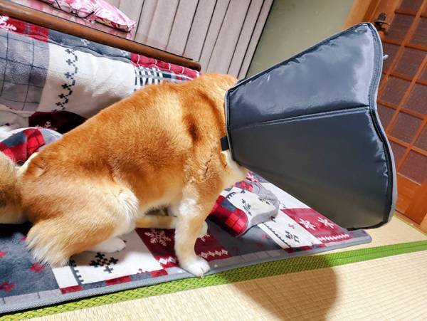 エリザベスカラーのサイズを間違えた飼い主　柴犬の姿に「お茶を吹いた」