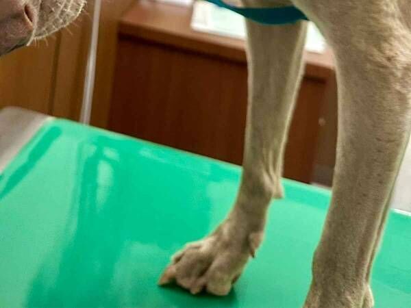 診察台に乗った犬　展開を察した表情に「絶望感がたまらん」