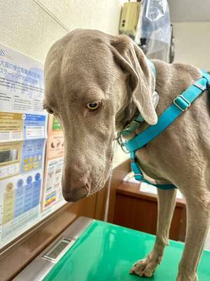 診察台に乗った犬　展開を察した表情に「絶望感がたまらん」