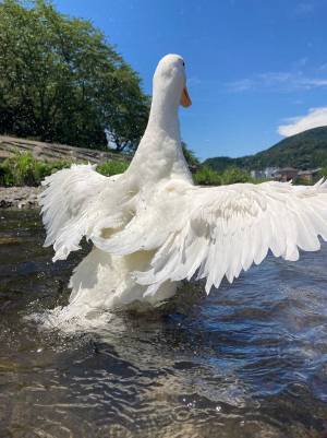 換羽期のアヒル、羽を広げると…　２枚に「羽が…あぁ…」「なぜこんなことに」