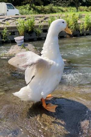 換羽期のアヒル、羽を広げると…　２枚に「羽が…あぁ…」「なぜこんなことに」