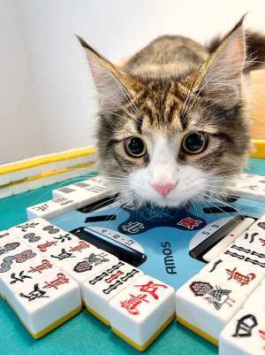 ぐちゃぐちゃにされる５秒前…　猫の１枚に「笑った」「獲物を狙うトラのようだ」