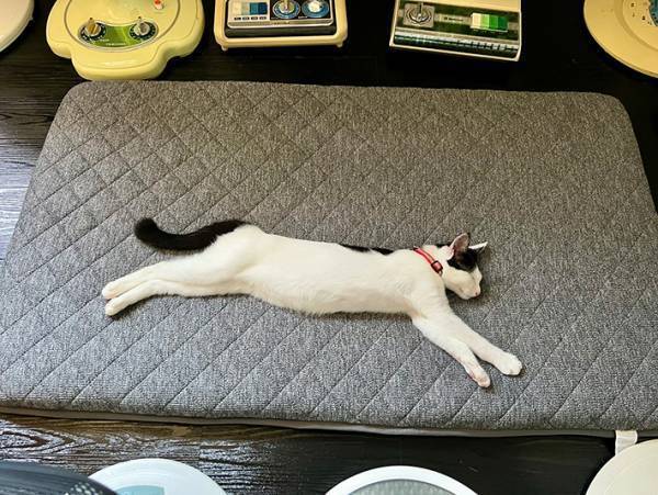 扇風機のそばでスヤスヤと眠る猫　「数の暴力がすごい」と話題の写真がこちら