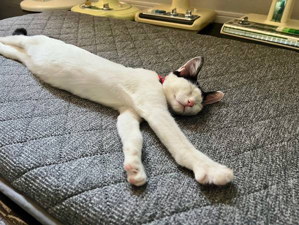 扇風機のそばでスヤスヤと眠る猫　「数の暴力がすごい」と話題の写真がこちら