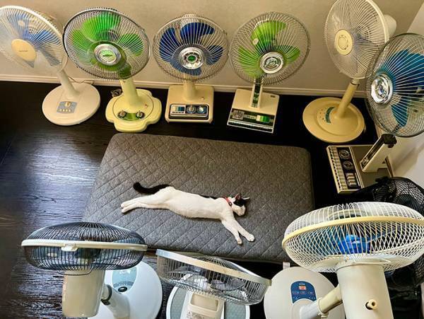 扇風機のそばでスヤスヤと眠る猫　「数の暴力がすごい」と話題の写真がこちら