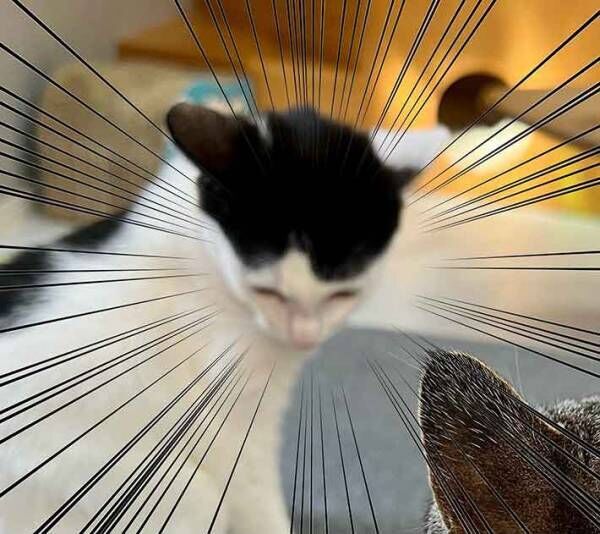 猫の写真