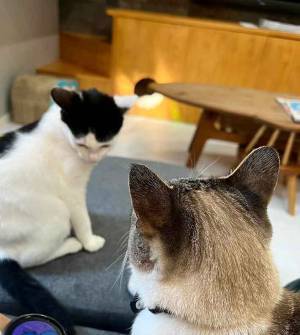 奪い合う２匹　激写した１枚に「ニヤケてそう」