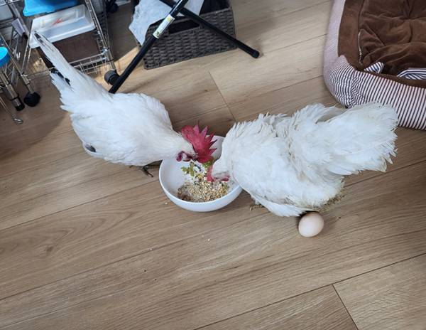 食事中のニワトリに「えっ！？」　飼い主が目にした光景に「そんなことあるの？」
