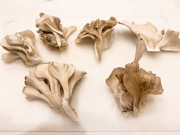 舞茸のベーコンチーズ巻きが絶品！　雪国まいたけの提案に「無限に食べたい」