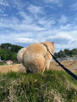 青空の下で愛犬が…　散歩中の『ベストショット』に「ナイスフォーム！」