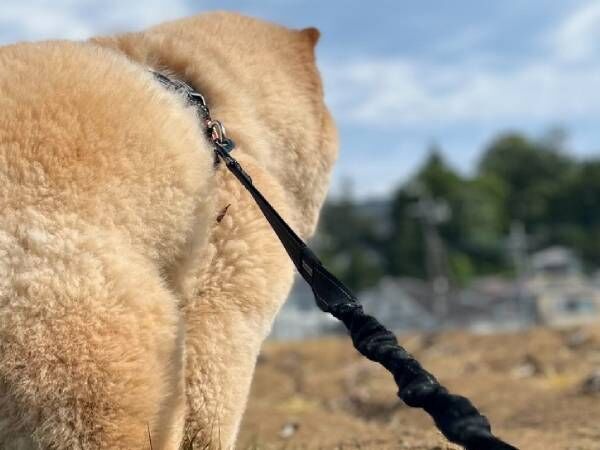 青空の下で愛犬が…　散歩中の『ベストショット』に「ナイスフォーム！」